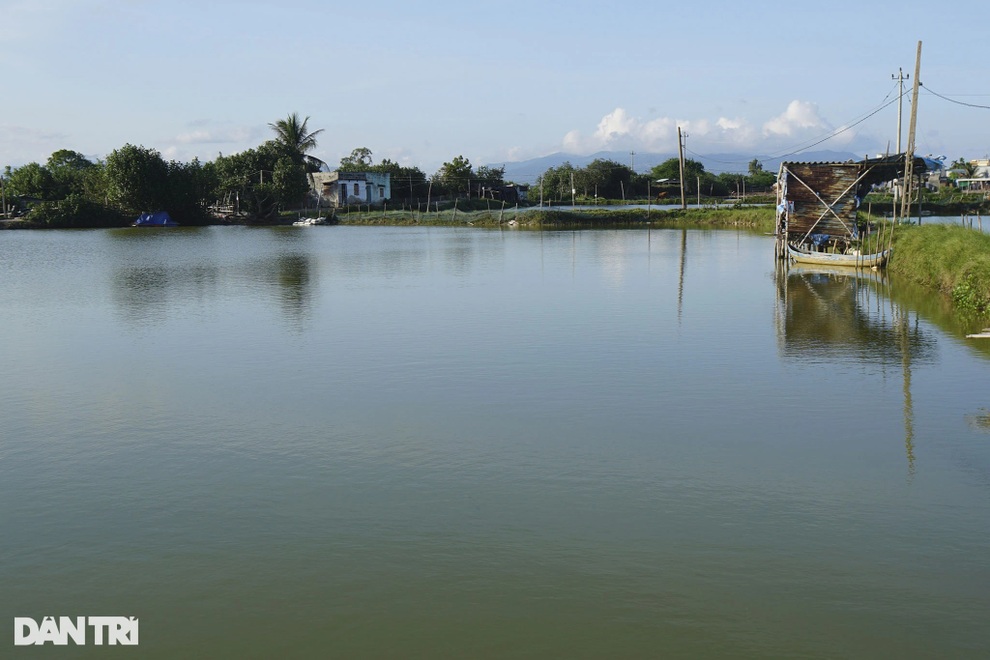 Tôm chết, nông dân trắng tay vì nằm trong vùng dịch - 4 Tôm chết, nông dân trắng tay vì nằm trong vùng dịch - 4