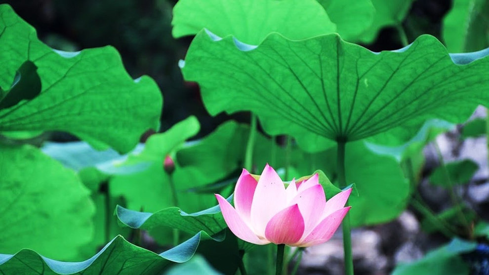 Hỗ trợ giảm cholesterol máu nhờ sản phẩm Lipidcleanz - 5