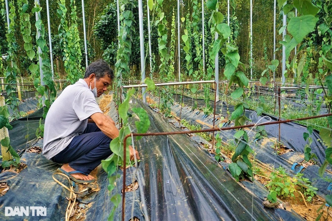 Thu tiền tỷ nhờ trồng loài cây dại, càng nắng nóng càng hái ra tiền - 12 Thu tiền tỷ nhờ trồng loài cây dại, càng nắng nóng càng hái ra tiền - 12
