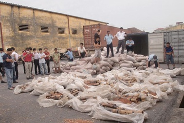 Bắt giữ lô hàng nhập lậu 1 tấn ngà voi 