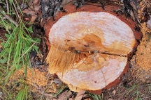 Khoảnh rừng 400 cây thông ở Đà Lạt bị đốn hạ