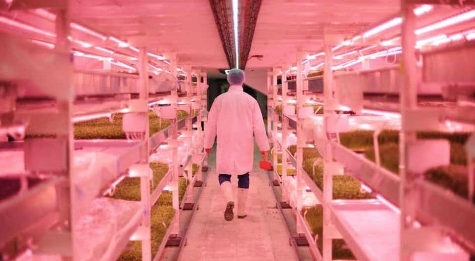 Kinh ngạc nông trại hiện đại ở độ sâu 33m, trồng rau không cần đất - 7