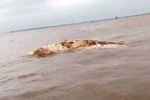 Phát hiện vật thể nghi xác cá voi