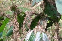 8 tháng, châu chấu tre lưng vàng phá hoại gần 300ha cây trồng