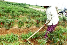 Quảng Nam: Gần 2.500 hộ nghèo đăng ký thoát nghèo bền vững