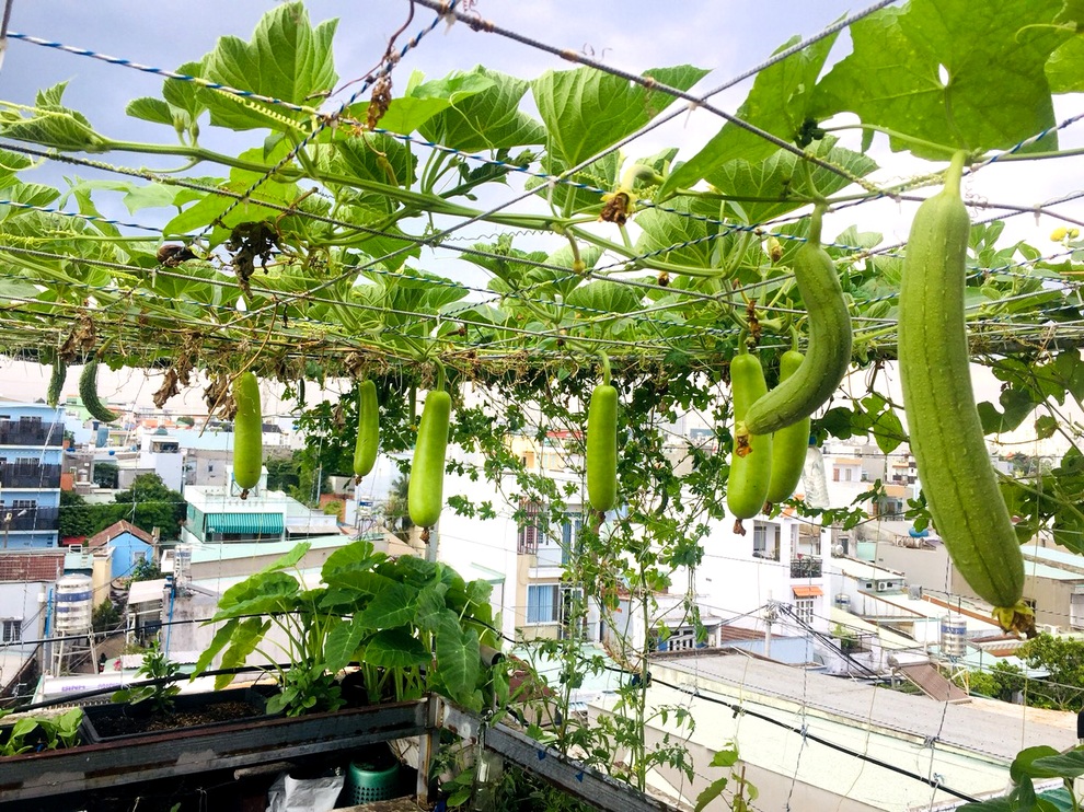 Gia chủ Sài Gòn vác đất lên sân thượng, làm vườn rau trái xanh sum suê - 4