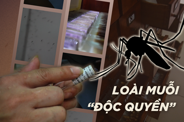 Khám phá bảo tàng lưu giữ loài muỗi duy nhất mang tên Việt Nam
