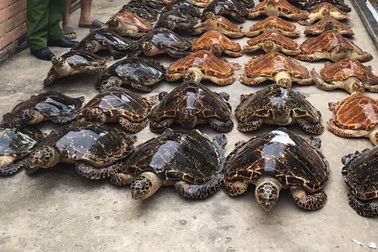 Phát hiện 39 cá thể nghi vấn là rùa biển sấy khô