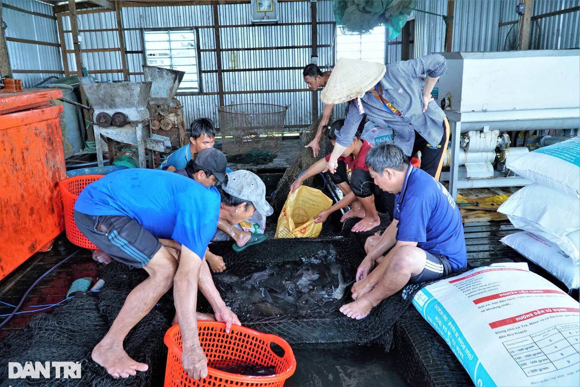Cho cá chép ăn đồ nhập ngoại để vỗ giòn, lão nông thu lãi 2 tỷ đồng/năm - 5 Cho cá chép ăn đồ nhập ngoại để vỗ giòn, lão nông thu lãi 2 tỷ đồng/năm - 5