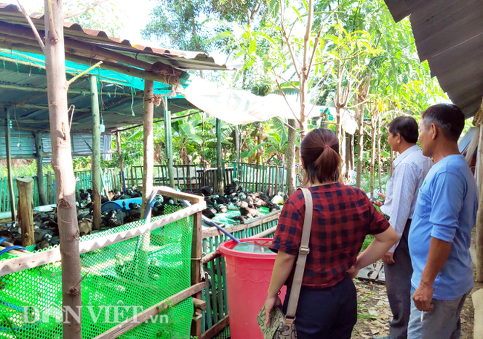 Trên nuôi vịt xiêm Pháp, dưới ao thả cá trê cho thu nhập hàng trăm triệu đồng - 4 Trên nuôi vịt xiêm Pháp, dưới ao thả cá trê cho thu nhập hàng trăm triệu đồng - 4