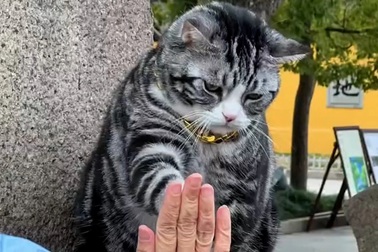 Trung Quốc: Hàng trăm người xếp hàng chờ… mèo "ban phước"