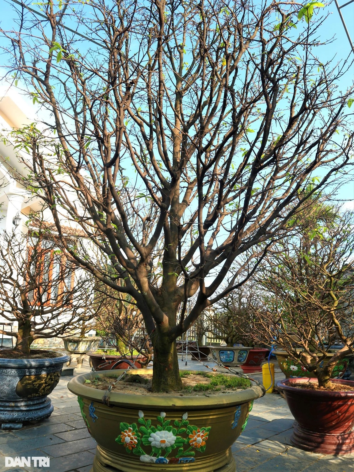 Dịch vụ cho thuê mai chưng Tết phập phồng những ngày cuối năm - 4 Dịch vụ cho thuê mai chưng Tết phập phồng những ngày cuối năm - 4