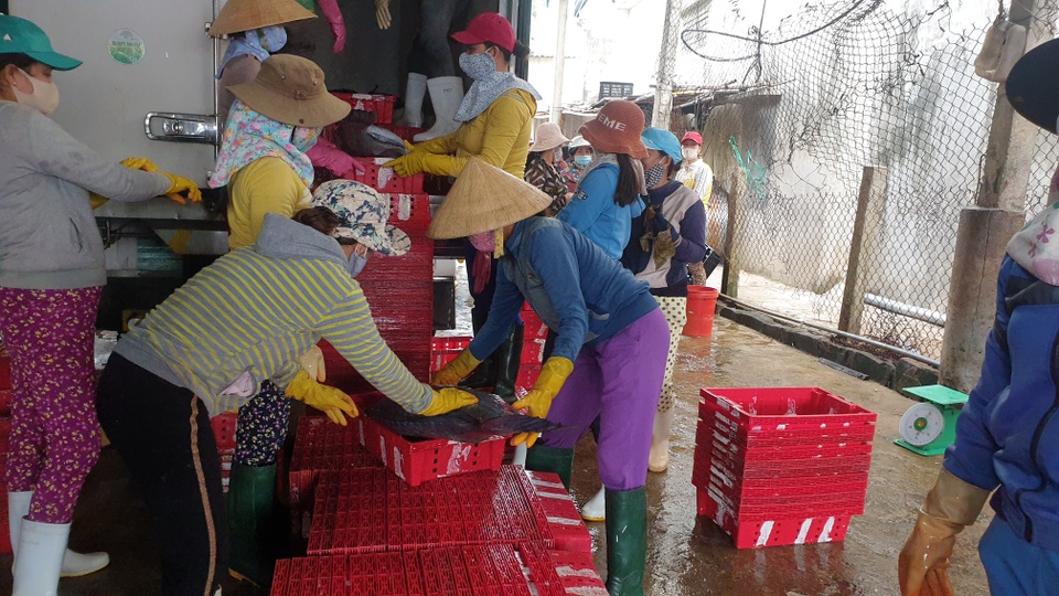 Quảng Ngãi: Trúng cá khủng, ngư dân vẫn lo lỗ vì ảnh hưởng Covid-19 - 3 Quảng Ngãi: Trúng cá khủng, ngư dân vẫn lo lỗ vì ảnh hưởng Covid-19 - 3