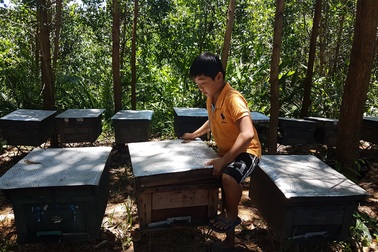 Một kí mật ong không bằng nửa bát bún, người nuôi bỏ đàn
