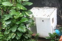 “Số phận” nhà vườn cổ phụ thuộc vào... Thành phố