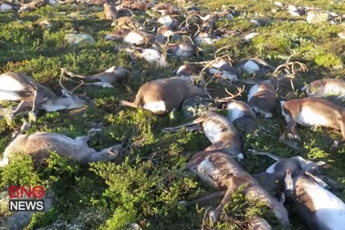 Sét đánh chết hơn 300 con tuần lộc ở Na Uy