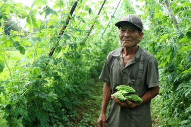 Nông dân "khóc mếu" vì giáp Tết rau củ bất ngờ tăng giá