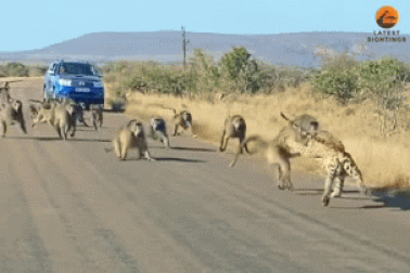 Màn hỗn chiến giữa báo gê-pa và 50 con khỉ đầu chó