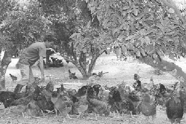 Hà Nội “đặt hàng” 5 triệu gà đồi đón Tết