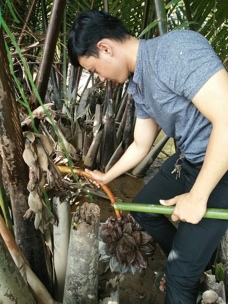 Nhóm sinh viên với tuyệt chiêu massage quày dừa nước lấy mật để giải khát - 2 Nhóm sinh viên với tuyệt chiêu massage quày dừa nước lấy mật để giải khát - 2