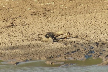 Loài rắn chết chóc nhất châu Phi bất lực trước sức mạnh của cá sấu