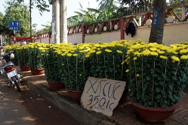 Hoa cảnh đại hạ giá chiều 30 Tết vẫn... ế