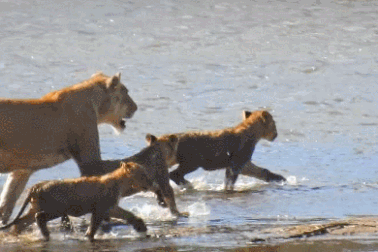 Cá sấu phục kích dưới nước, cướp mất con non ngay trước mặt sư tử mẹ