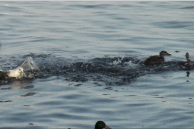 Xem cảnh vịt đánh cho chim hải âu "te tua" vì lầm tưởng là kẻ thù