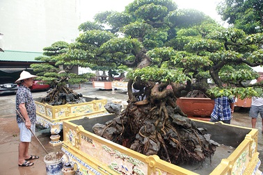 Trả 2 triệu USD cho cặp sanh cổ, chủ nhân vẫn nhất quyết không bán