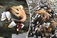 Du khách sợ xanh mắt với búi sinh vật lạ khổng lồ dạt trên bờ biển Anh