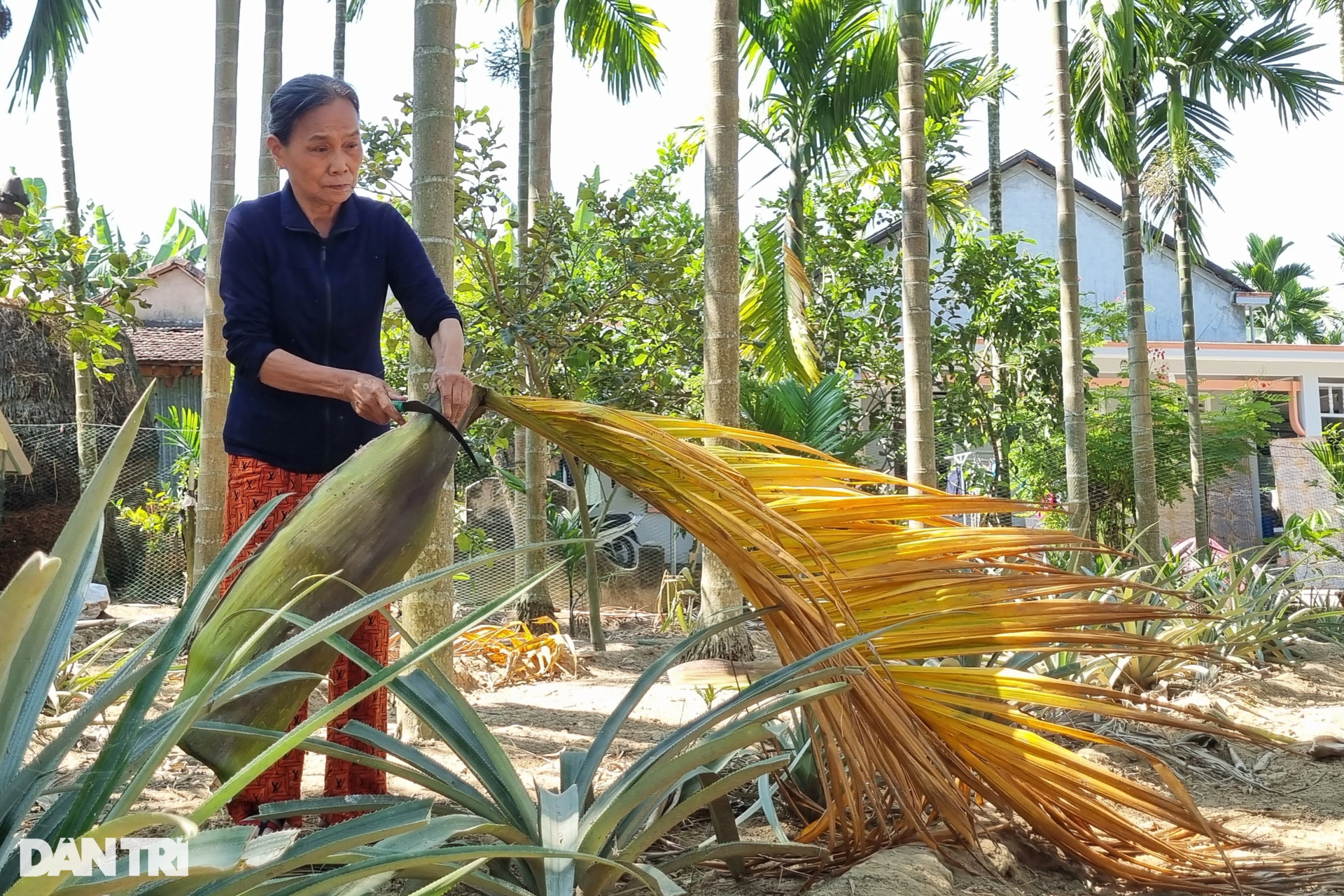 Phiên chợ độc đáo, người buôn khấm khá với thứ từng bỏ đi, rụng đầy vườn - 2