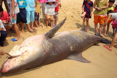 Ngư dân lại bắt được cá mập nặng gần nửa tấn