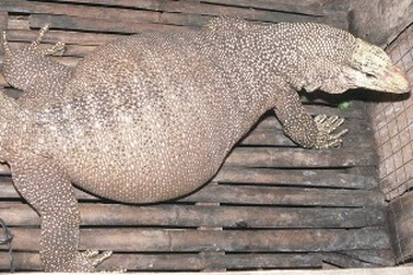 Bắt được “thằn lằn” khổng lồ