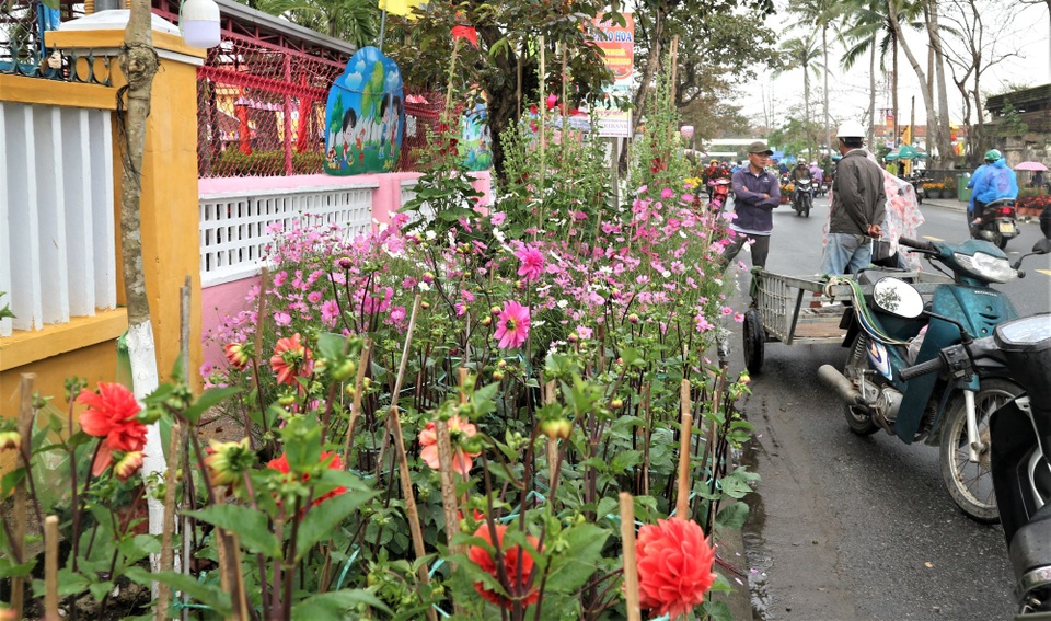 Chợ hoa xuân Hội An không ế ẩm như dự đoán; Huế người bán nhiều hơn mua - 3 Chợ hoa xuân Hội An không ế ẩm như dự đoán; Huế người bán nhiều hơn mua - 3