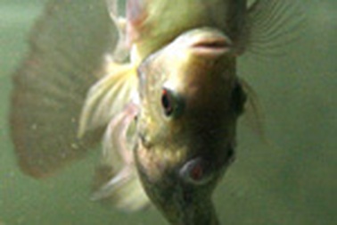 Cá rô phi song sinh dính liền bụng