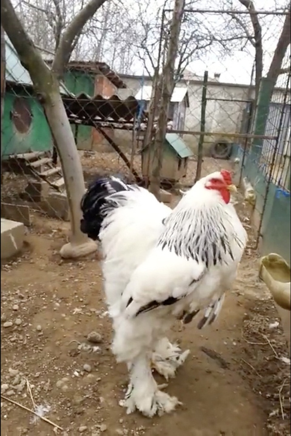 Giống gà có cái tên quý tộc, có thể to bằng đứa trẻ, giá lên tới 5 triệu đồng/con - 7 Giống gà có cái tên quý tộc, có thể to bằng đứa trẻ, giá lên tới 5 triệu đồng/con - 7