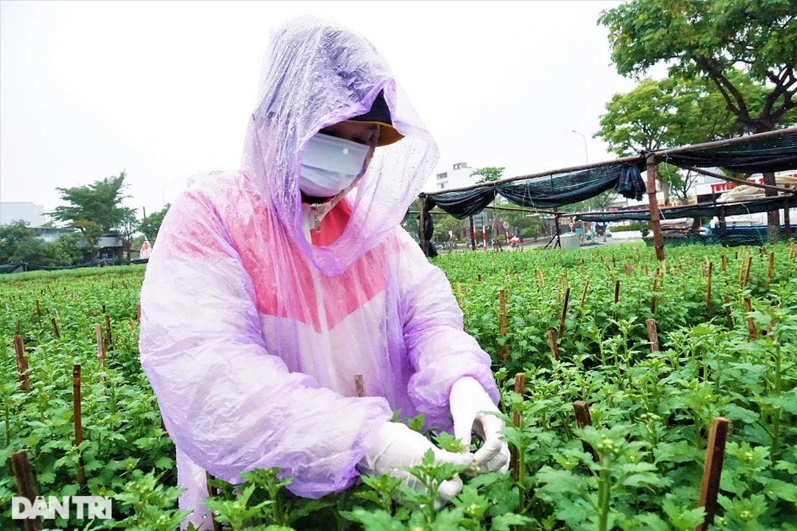 Đội mưa ngắt hoa, bẻ nụ, gom tiền những ngày cận Tết - 2 Đội mưa ngắt hoa, bẻ nụ, gom tiền những ngày cận Tết - 2
