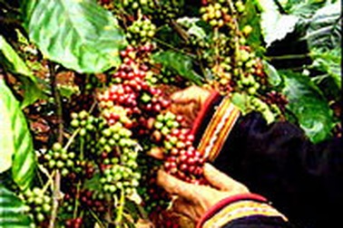 Giá cà phê có dấu hiệu tăng trở lại