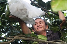 Nông dân Hoài Ân đổi đời nhờ trồng bưởi da xanh