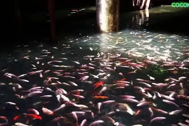 Hàng nghìn con cá tươi sống vẫy vùng trong trung tâm thương mại bỏ hoang