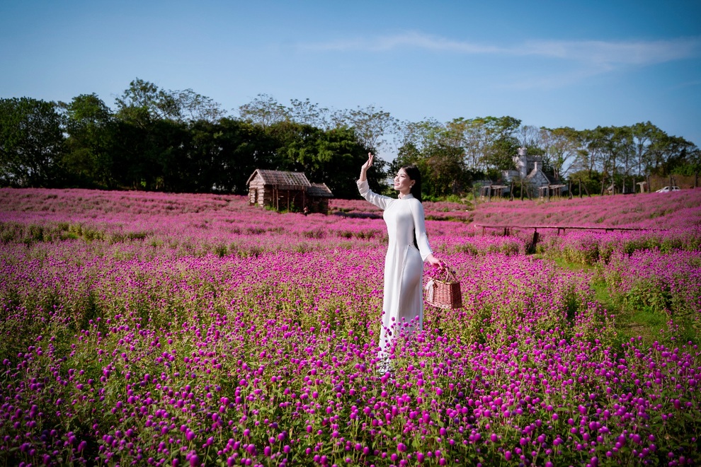 Ngắm tà áo dài khoe sắc trên cánh đồng hoa cúc bách nhật hồng tím độc đáo - 1