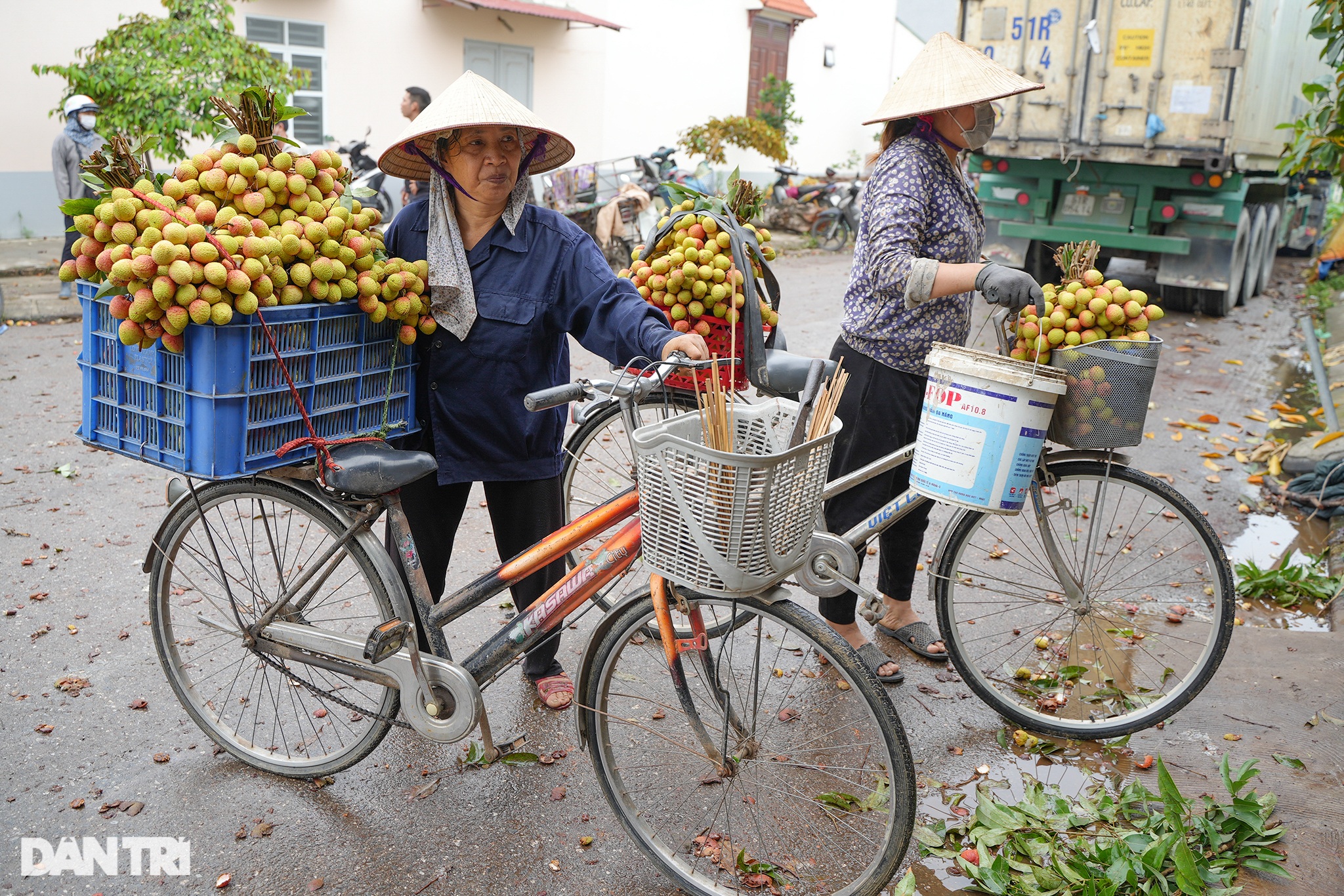 Nông dân Thanh Hà tấp nập chở vải đi bán, xếp hàng dài lấy số vào cân hàng - 8 Nông dân Thanh Hà tấp nập chở vải đi bán, xếp hàng dài lấy số vào cân hàng - 8