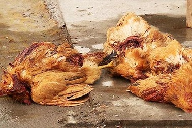 Cả làng rúng động vì hàng trăm gia cầm bị "quái vật" hút máu