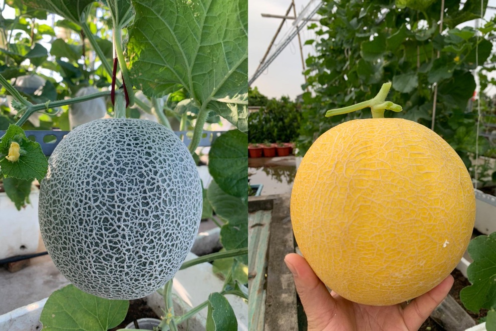 Vườn dưa nằm võng trăm gốc, gia chủ hái mỏi tay hơn 3 tạ/mùa - 11