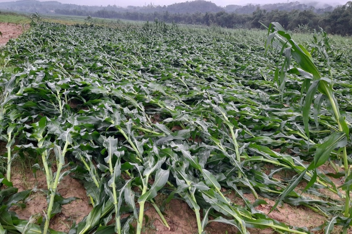 Nhà cửa tan hoang sau trận mưa đá, lốc xoáy - 9 Nhà cửa tan hoang sau trận mưa đá, lốc xoáy - 9