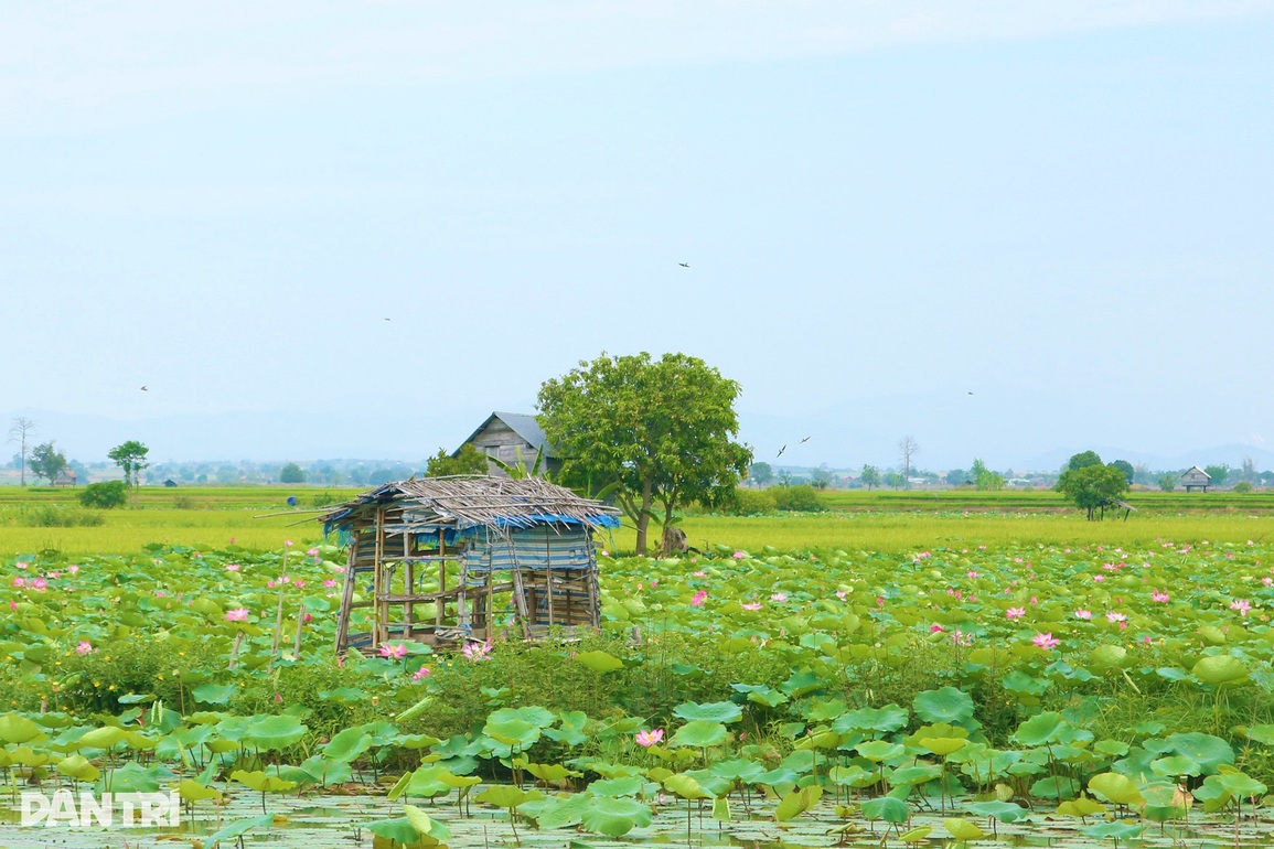 Thiếu nữ Ba Na check-in cánh đồng sen tỏa hương trên cao nguyên - 1 Thiếu nữ Ba Na check-in cánh đồng sen tỏa hương trên cao nguyên - 1