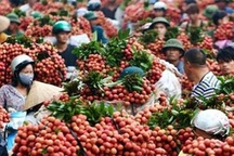 Úc cho phép nhập khẩu quả vải tươi từ Việt Nam