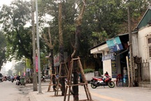 Vụ “chặt hạ 6.700 cây”: Chủ tịch Hà Nội yêu cầu đình chỉ hàng loạt cán bộ