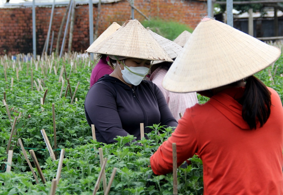 Dịch bệnh và giá phân bón tăng nhanh, người trồng hoa Tết nơm nớp - 8 Dịch bệnh và giá phân bón tăng nhanh, người trồng hoa Tết nơm nớp - 8