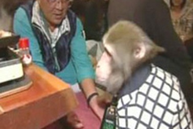 Video: Khỉ làm bồi bàn